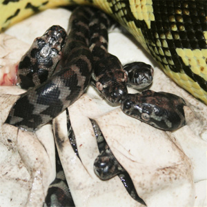 hatching pythons