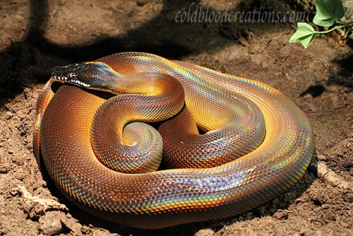 White-Lipped Python (Leiopython albertisii) Care Sheet