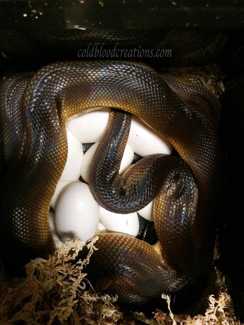 albertisii white lipped python laying eggs