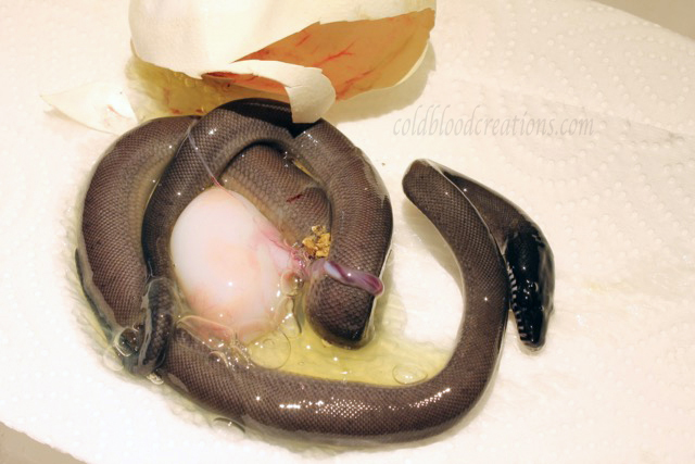 Leiopython albertisii white lip python showing yoke sack