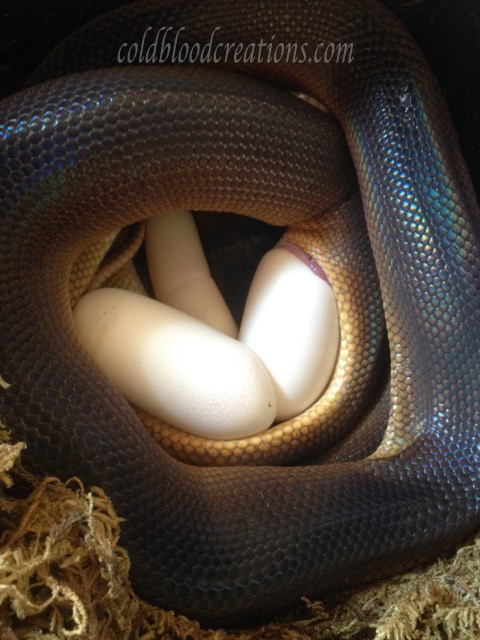 white lipped python layng eggs