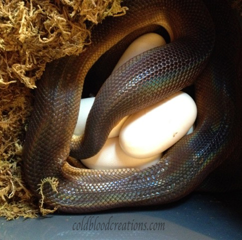 Leiopython albertisii white lip python laying eggs