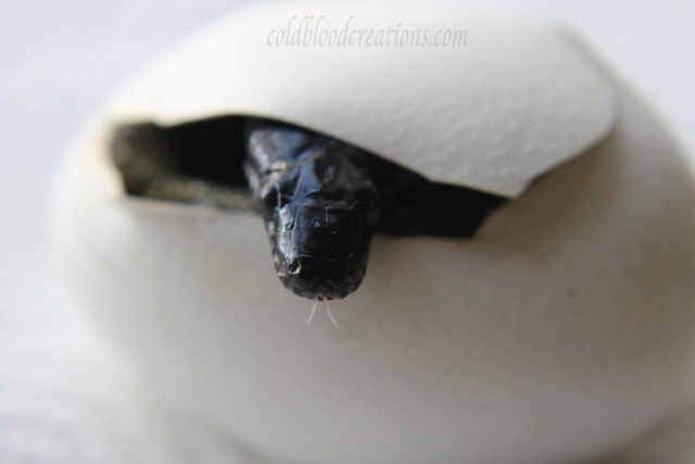 Leiopython albertisii white lip python hatching