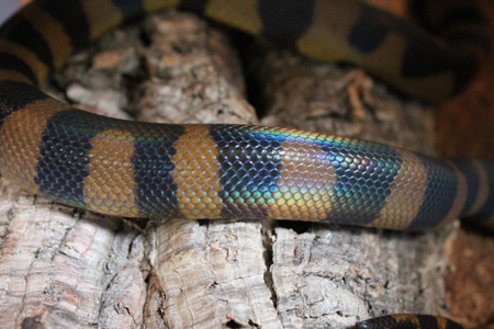 Bothrochilus boa, Bismarck ring python iridescence.