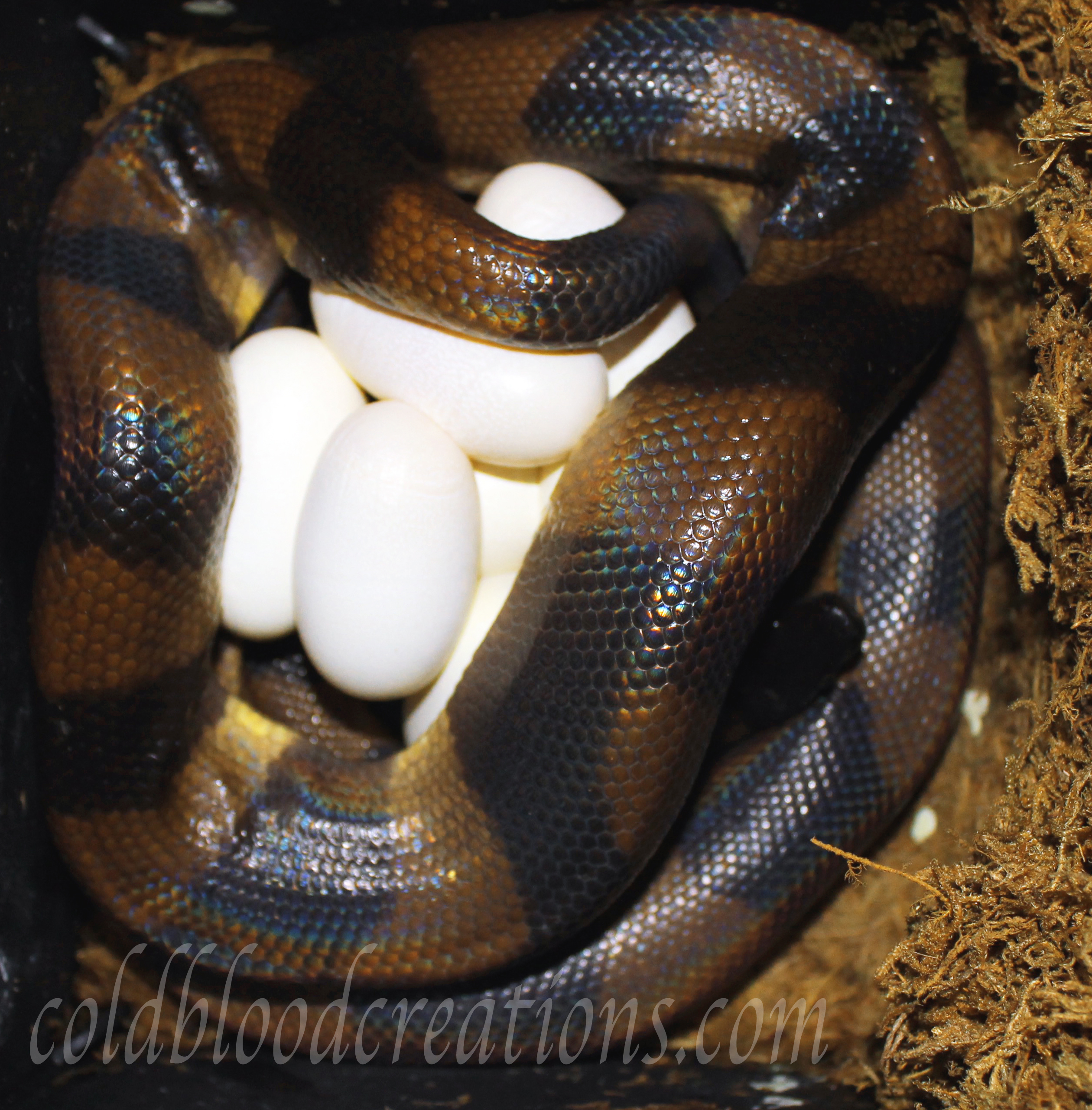 Bismarck ringed python, Bothrochilus boa laying eggs