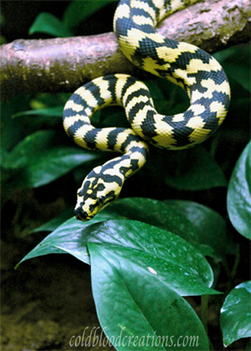 jungle carpet python waiting in ambush