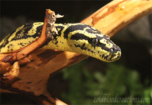 Jungle carpet python on branch