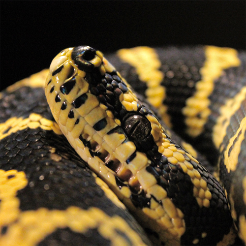 Jungle carpet python, Morelia spilota cheynei