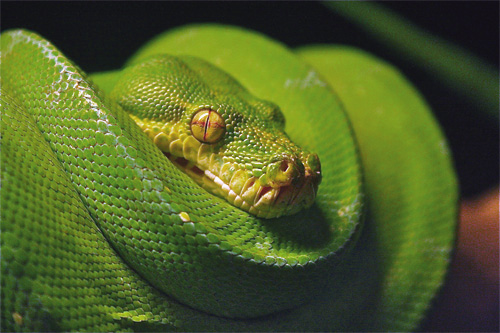 green tree python head shot