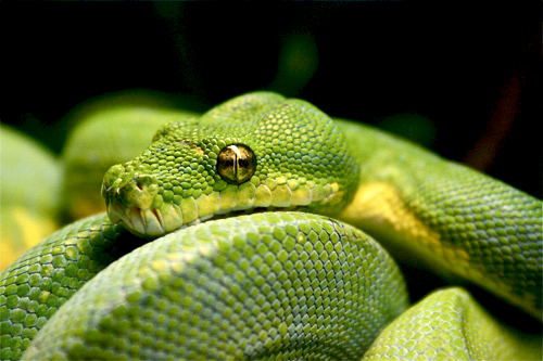 green tree python head