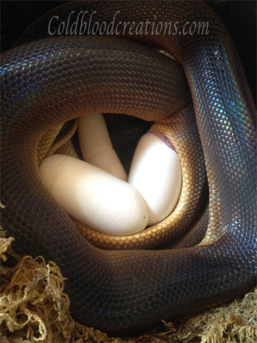 Bothrochilus albertisii white lip python laying eggs