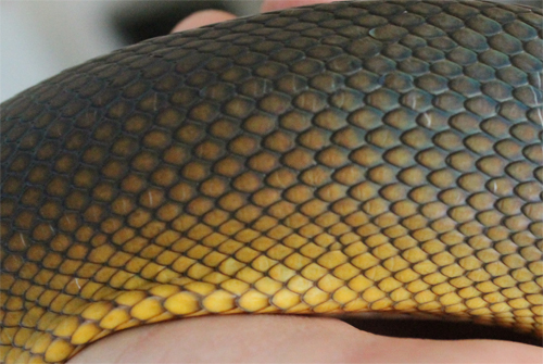 white lip python scale close up