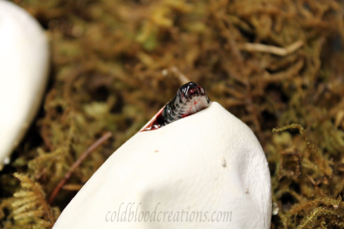 white lip python Bothrochilus albertisii hatching