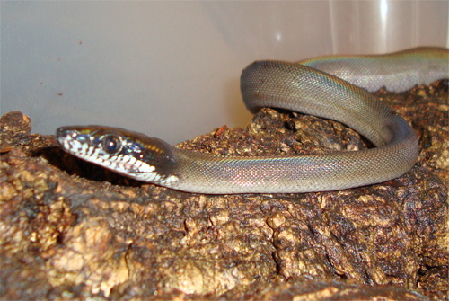 young white lip python