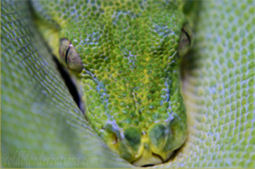 Male Sorong type green tree python (head shot).