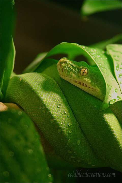 morelia viridis under leaf